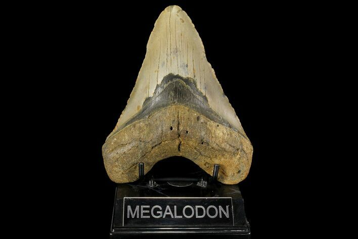 Giant, Fossil Megalodon Tooth - North Carolina #109767